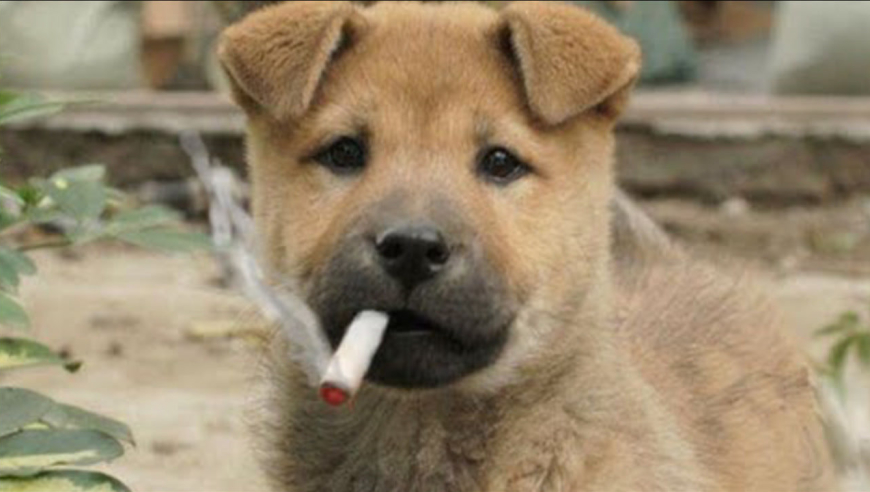 抽烟喝酒的狗图片