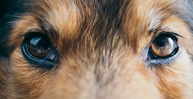 狗狗的眼睛中是否能看到颜色?是否能在黑暗中看得更清楚?