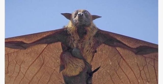 世界上最大的蝙蝠,双翼张开1.8米,网友:吓到尿裤子