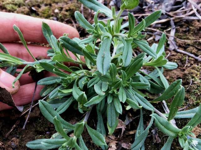 毛妮菜吃过吗?好吃美味价值,懂的人当"宝"挖回家,好东西