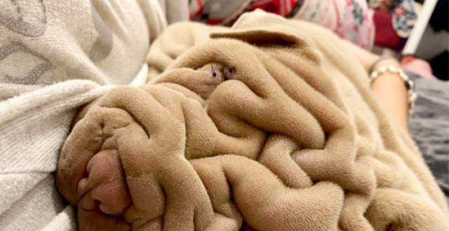 来看看褶皱最多的狗狗星际飞船试飞分享阿凡达从复仇者手中夺回全球