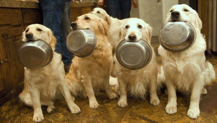 一群狗吃饭的套路图片图片