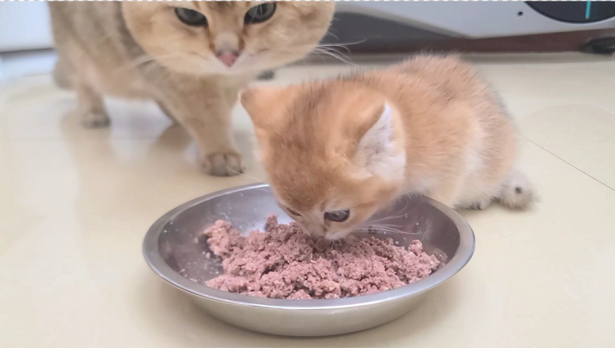 小猫误食了身体乳会死吗(猫咪误食了植物营养液会死吗)