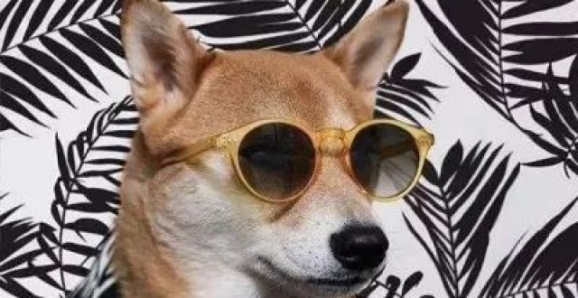 狗头保命头像|自证清白一个头像就够了