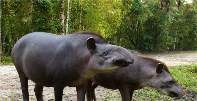传说中的"食梦兽",现在的活化石——貘鱼类中的"