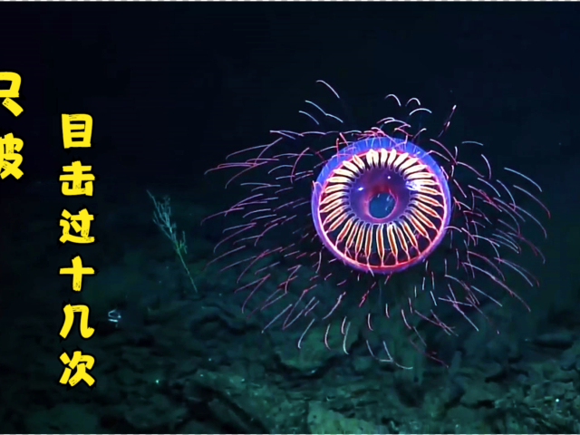 烟花水母,才被目击过十几次,视频拍摄应该只有这一次