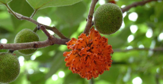 春天新鲜的构桃棒棒你吃过吗?美味不可挡