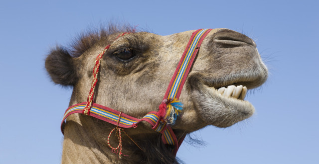 搞笑图文,骆驼第一次跪了,哈哈哈哈哈哈哈哈哈哈