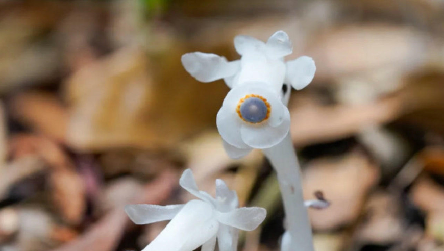 神似"豌豆射手"!杭州发现罕见幽灵草