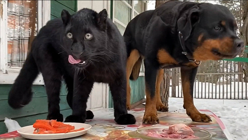 这还是豹子吗?俄罗斯家养黑豹和狗一起吃肉,竟然被抢走半盘
