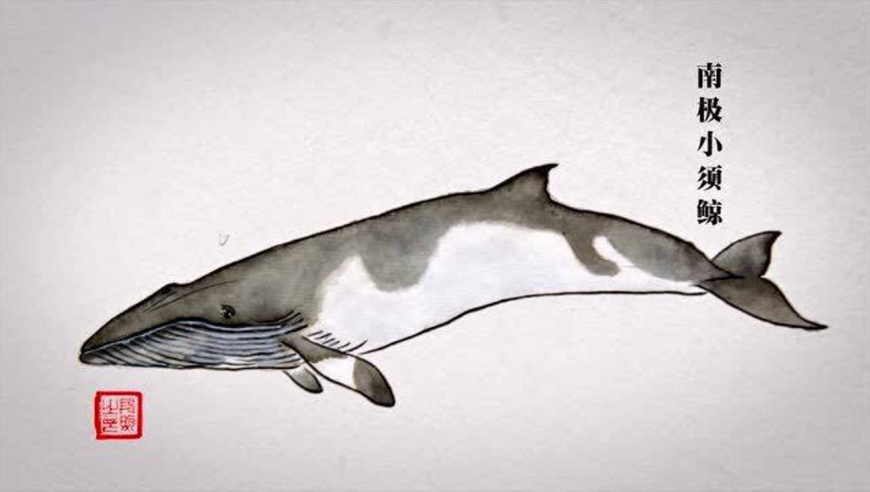 中国博物画—段煦作品之南极小须鲸
