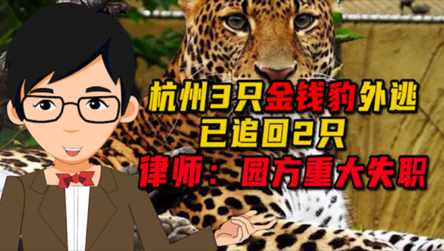 杭州野生动物世界3只未成年金钱豹外逃已追回2只 律师:园方重大失职