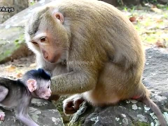 母猴是在亲小猴子吗?看起来好温馨呀!