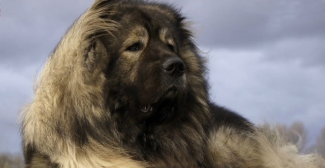 世界十大凶犬—藏獒后裔,高加索牧羊犬