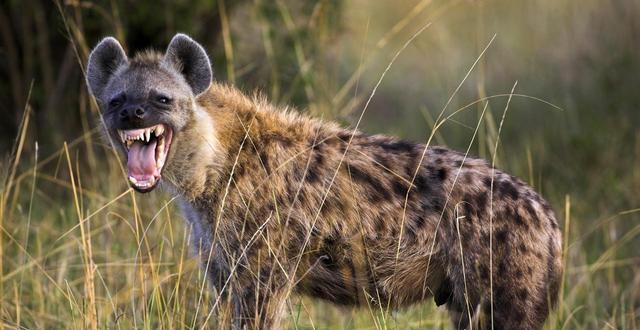 非洲"霸主"斑鬣狗,能够被人类驯服,变成宠物狗看家护院吗?