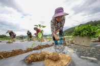 贵州玉屏：辣椒种植助农增收
