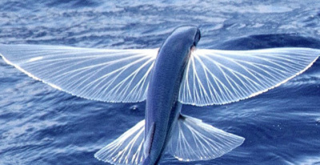 空中战斗机,海上逃命鬼,还有个翅膀.