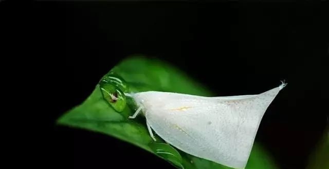 猪儿虫哪里可怕了?这才是农村女孩的噩梦——蛾蜡蝉若虫