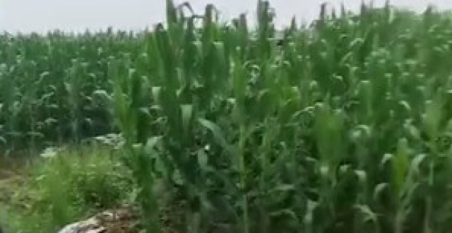 12岁女孩遭绑架死亡案：被凶手绑在玉米地近一天，高温等致死