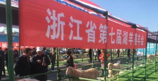 浙江湖羊繁殖获新成效 每头每年配种母羊数大于400只_腾讯新闻