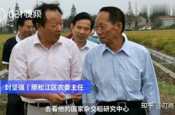 袁隆平77岁曾走遍上海超级稻农田 这是咋情况？