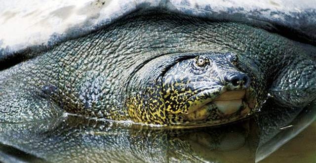 我市境内几十年没有出现过,价值150万的鼋,竟被当成甲鱼出售