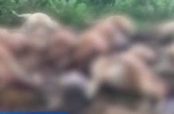 نفقت 42 رأسًا من الماشية في هاينان بسبب الصواعق كما أصيب رب الأسرة بالذهول