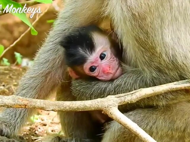 刚出生的小奶猴,状态很不错