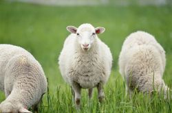 Sheep in 1979: هناك حدث سعيد في عائلتك وسيكون هناك "لم الشمل وحدث سعيد" غدا! 3 ثوان للفتح