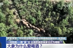 انتقل 15 فيلًا بريًا من يونان شمالًا إلى كونمينغ: لماذا تهتم الأفيال بالنبيذ؟