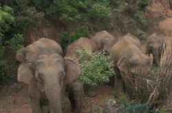 هجرة الأفيال البرية باتجاه الشمال: 400 كيلومتر في أكثر من 40 يومًا