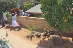 家中黑狗战败 美国 17 岁女孩徒手把棕熊推下围墙：现场视频曝光 