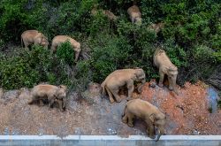 雲南省北部の野生のゾウの群れは昆明市から100キロも離れていないが、人間とゾウの衝突はどうすれば解決できるだろうか?
