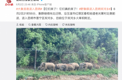 آت! دخل 15 من الأفيال البرية إلى كونمينغ بين عشية وضحاها من خلال تكتيكات ملتوية! تسليح محلي مفعل بالكامل