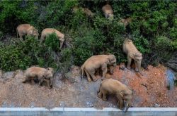 最新ニュース: 雲南省から野生の象 15 頭が北の晋寧区昆明に移動し、人間とゾウの衝突を防ぐために夜通し発表しました。