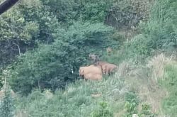 15 頭の野生のゾウがずっと北に向かっており、今日の午後、昆明の晋寧区に入ると予想されています。