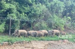 15頭の野生のゾウが昆明に侵入
