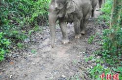 中国科学院シーサンパンナ植物園に10日間以上滞在する17頭の野生のゾウ