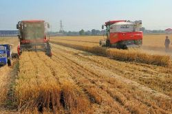 إنه موسم حصاد آخر! جينان ثلاثة محصول القمح الصيفي "المنجل المفتوح" سيتم إرجاع 3.299 مليون مو من القمح إلى المستودعات