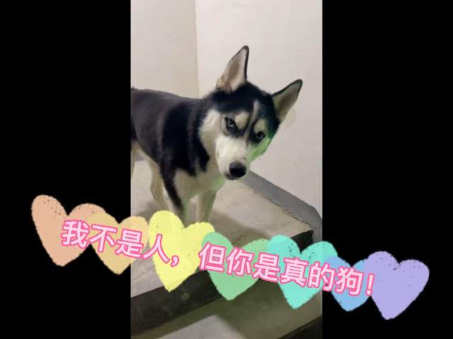 我不是人,但你是真的狗!