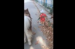طفل لطيف يبلغ من العمر عامين يأخذ كلبًا كبيرًا في نزهة ، مستخدمو الإنترنت: أليس حقًا كلبًا لطفل رضيع؟
