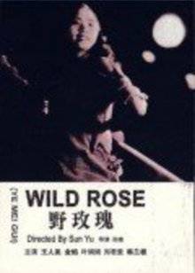 野玫瑰封面图