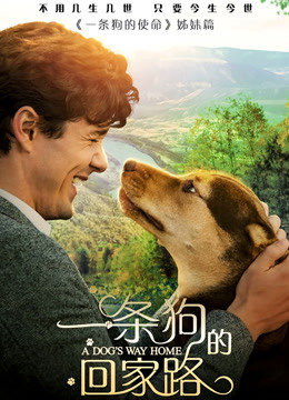 一条狗的回家路封面图