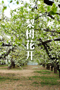 梨树花开封面图