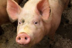 اللجنة الوطنية للتنمية والإصلاح: توقع عودة أعداد الخنازير الحية للذبح في النصف الثاني من العام إلى مستوياتها الطبيعية