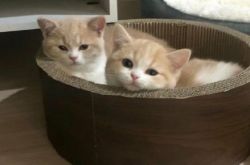 インターネット上でMaomaojuanがどれほどかわいいか、どうした?