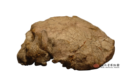 10 متحف مقاطعة هوبى | أحفورة جمجمة يونكسي البشرية: في الصين قبل مليون عام ، من كان هناك إلى جانب شعب لانتيان؟