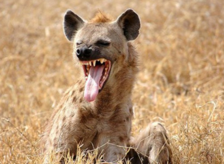 2021-09-26 02:22:01简介:《hyena》讲述代理上流阶层案件的律师们