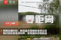 虎の声を聞いてください！遼寧省撫順市の村人が猫の痕跡を発見し、地方自治体は村人の山への立ち入りを禁止しました