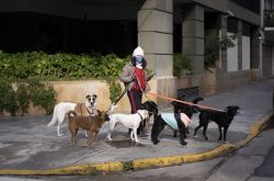 للوقاية من داء الكلب ومكافحته ، ستحظر الولايات المتحدة دخول الكلاب من 113 دولة إلى البلاد | Beiwan New Vision